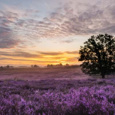 Tree and heather at de teut, Belgium