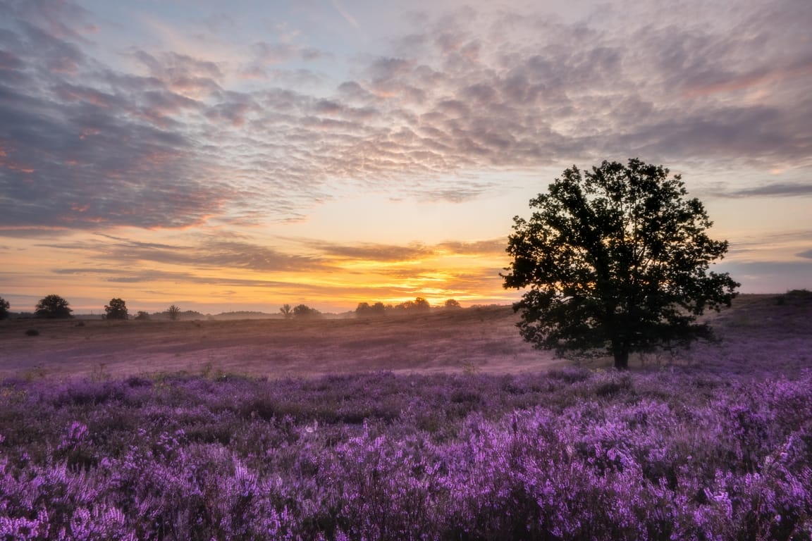 Tree and heather at de teut, Belgium