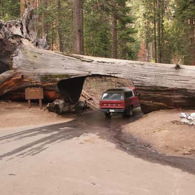 Tunnel Log, USA