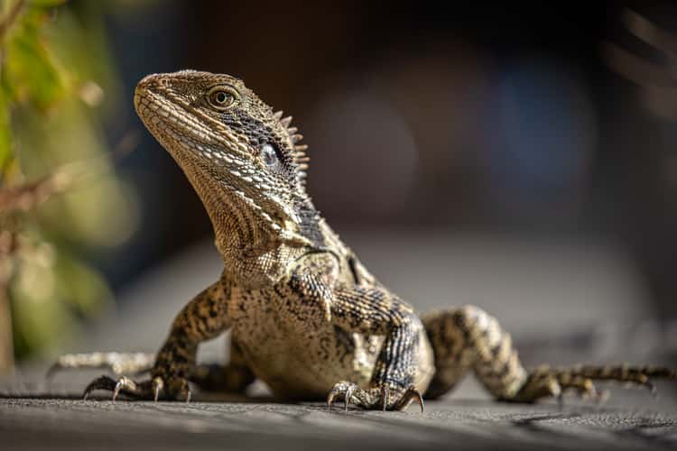 Water Dragon, Mona Vale