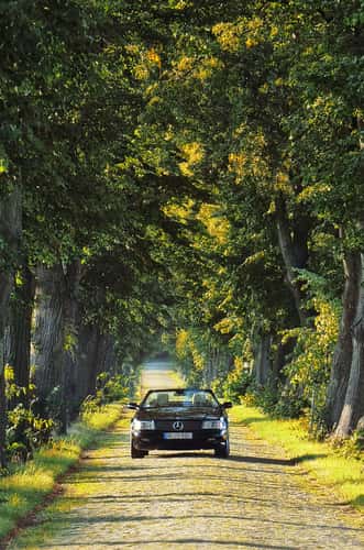 Alley with old trees
