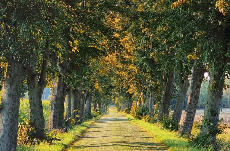 Alley with old trees