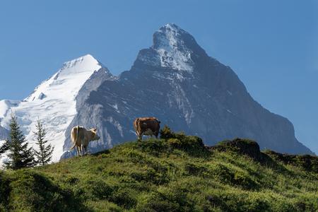 Alpinist cows