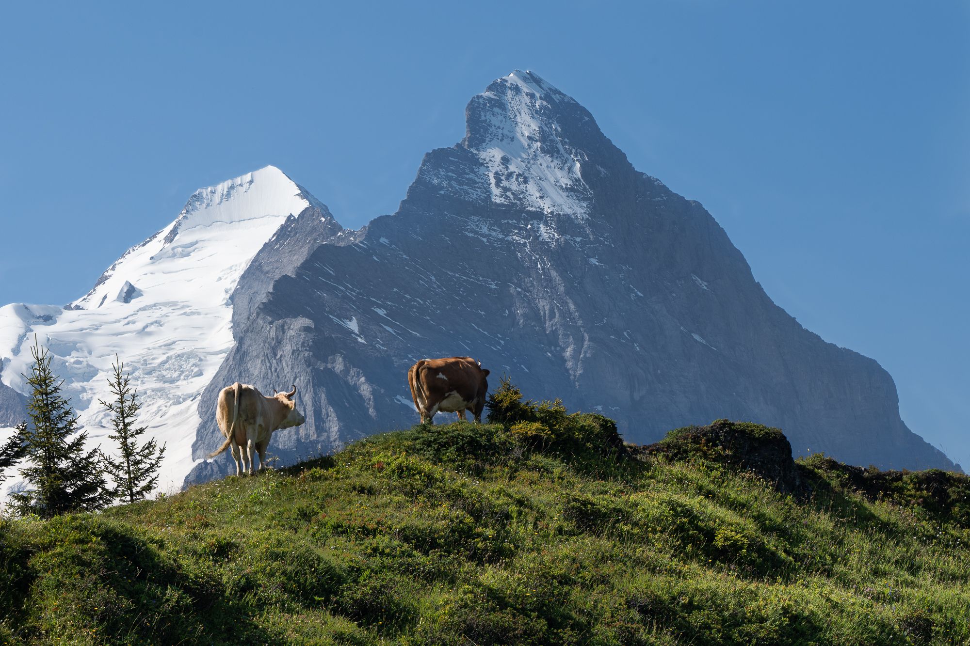 Alpinist cows, Switzerland