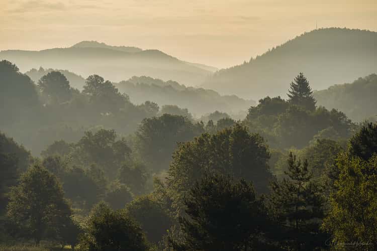 Blick in den Pfälzer Wald