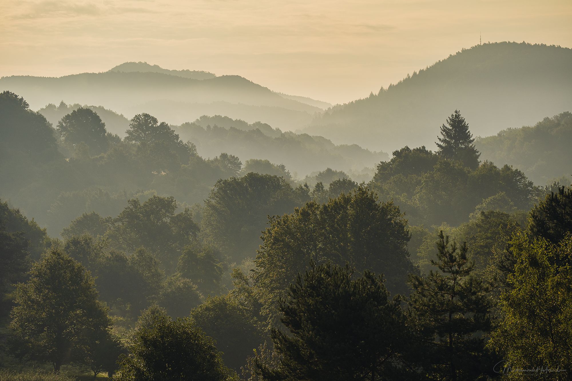 Blick in den Pfälzer Wald, Germany