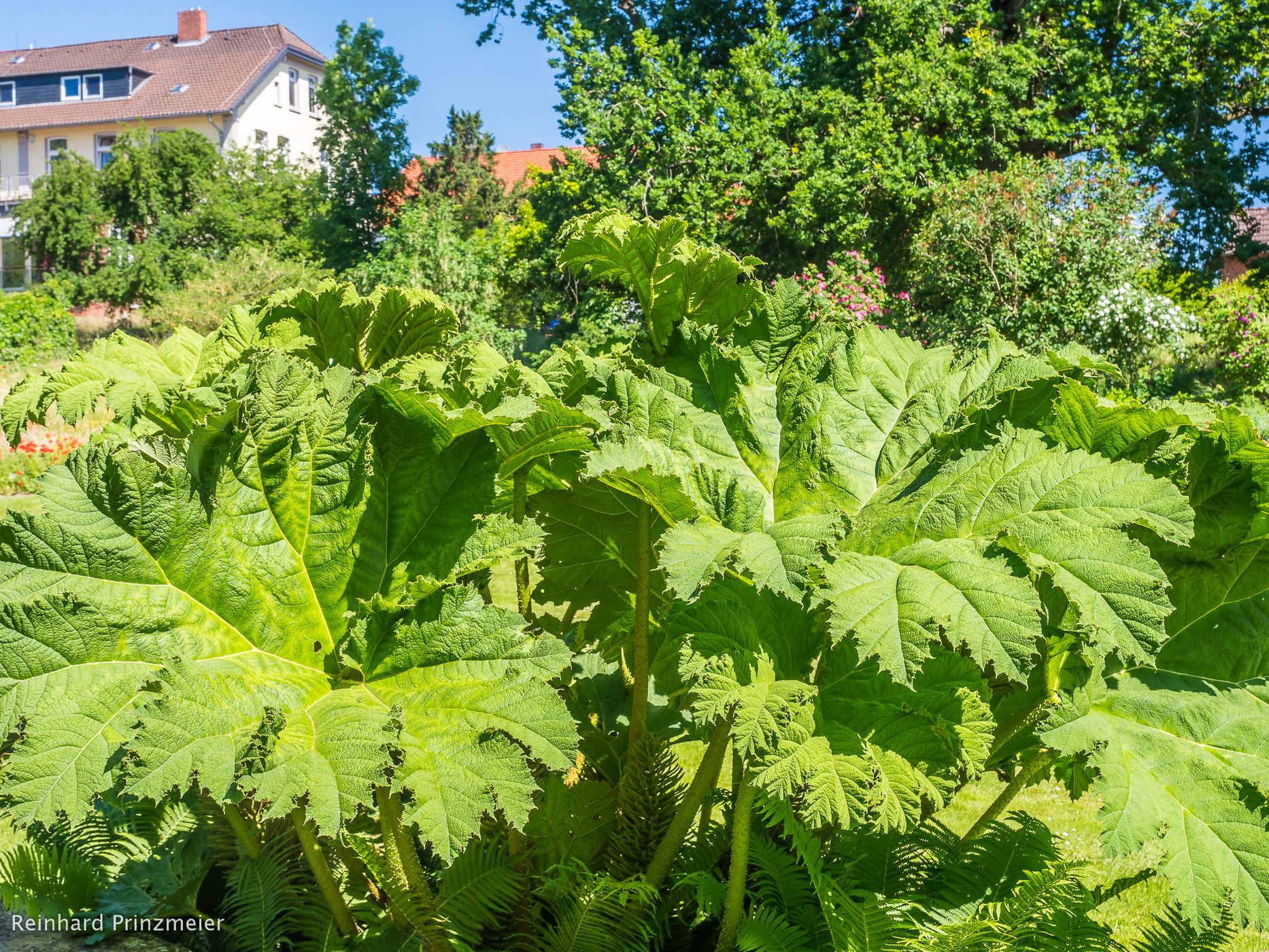 Celle Medicinal Plant Garden, Germany