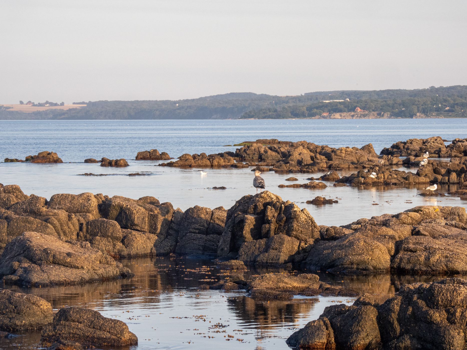 Coast in Allinge, Bornholm, Denmark
