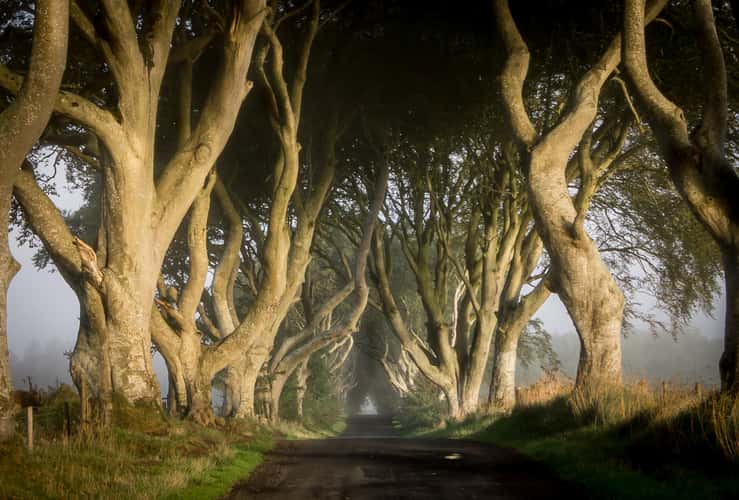 The Dark Hedges (Road)