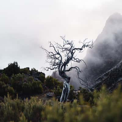 Death Tree, Portugal