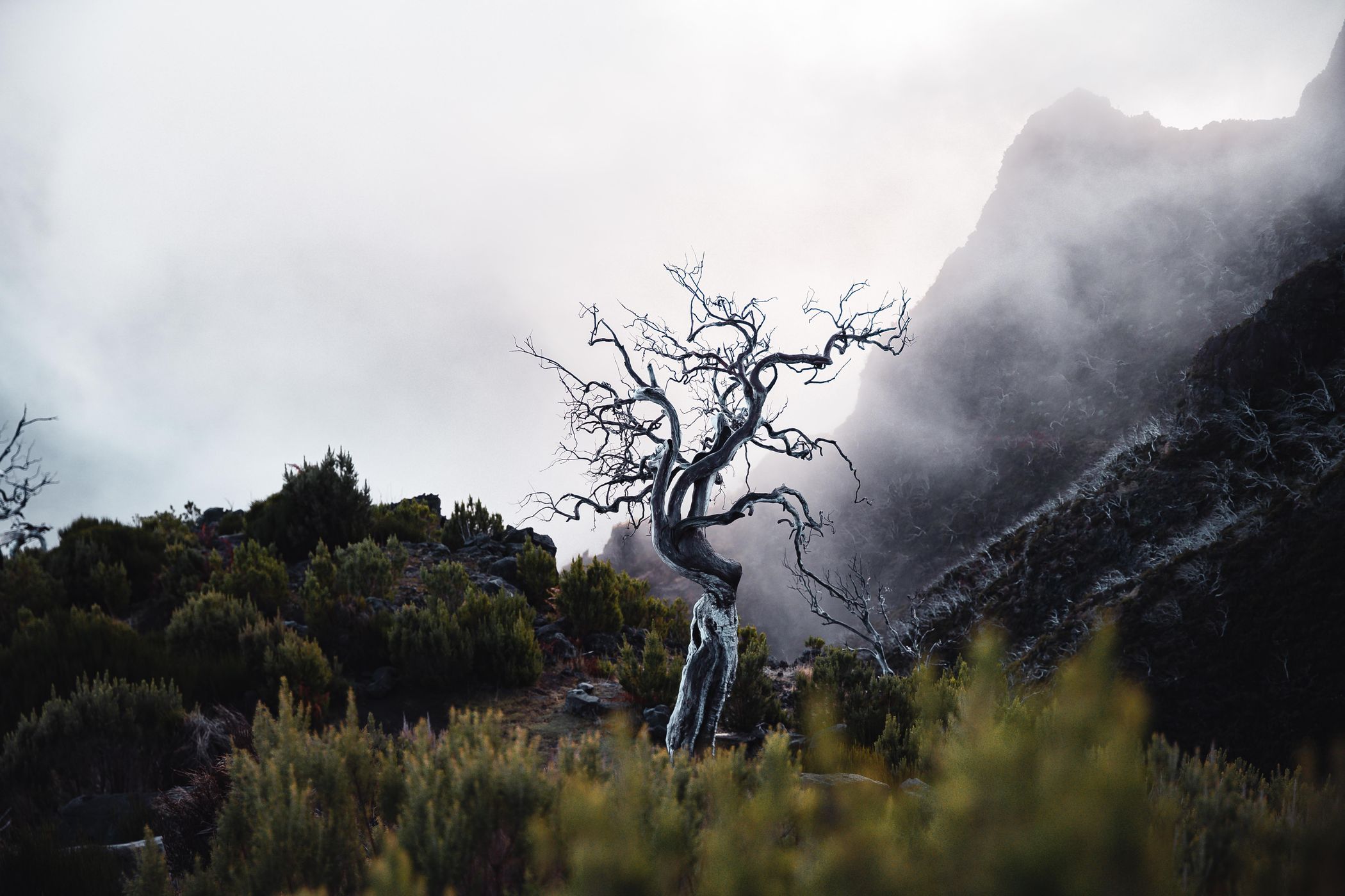 Death Tree, Portugal