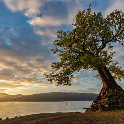 Eiche am Edersee, Germany