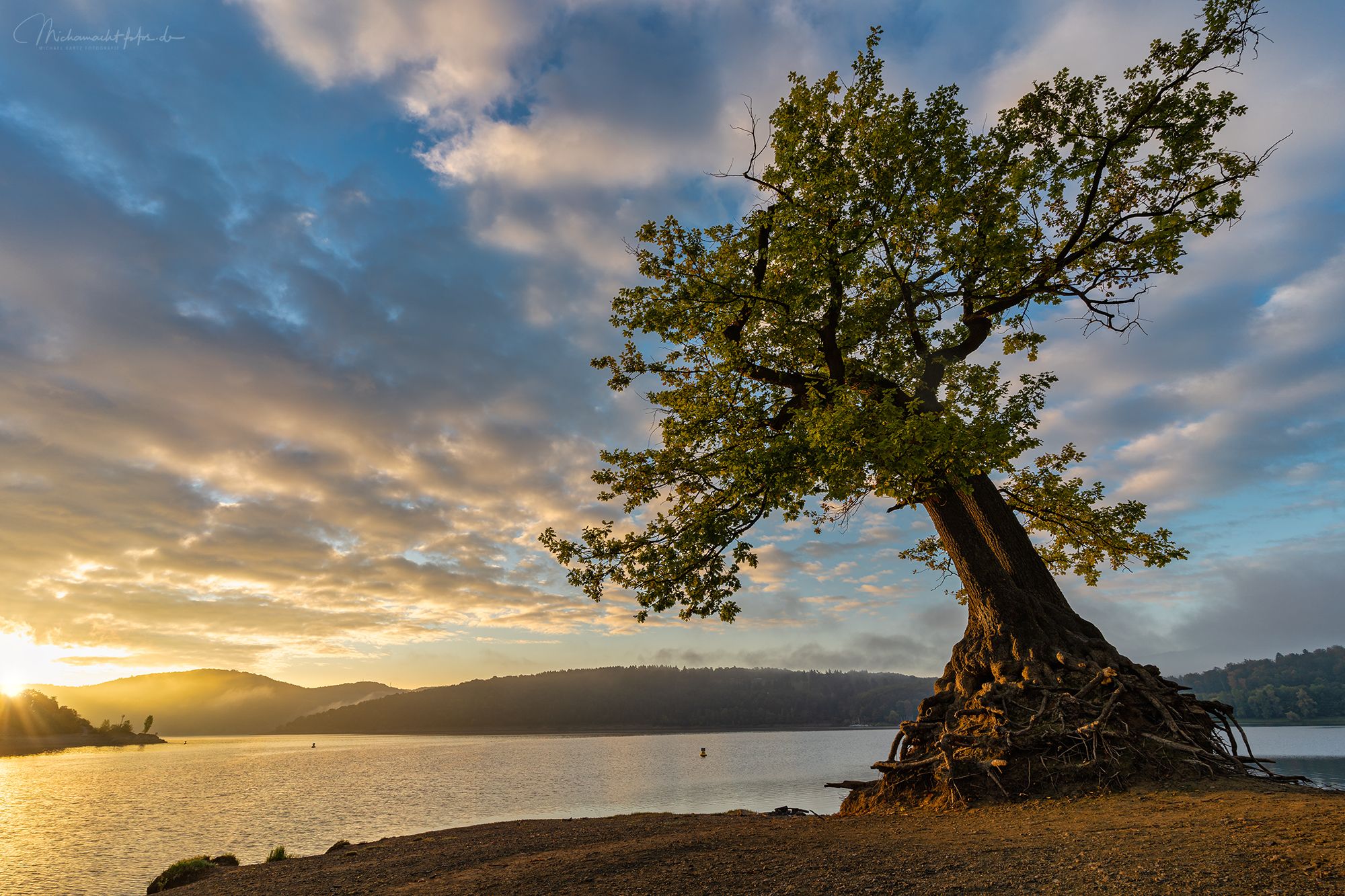 Eiche am Edersee, Germany
