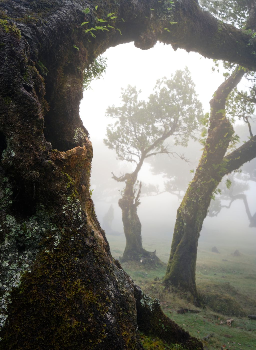 Fog Forest Fanal, Madeira, Portugal