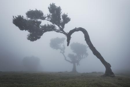 Fog Forest Fanal (Madeira / Portugal)
