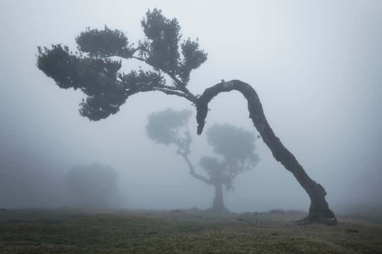 Fog Forest Fanal, Madeira