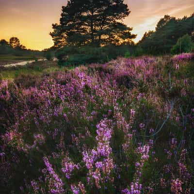 Gifhorner Heide, Germany