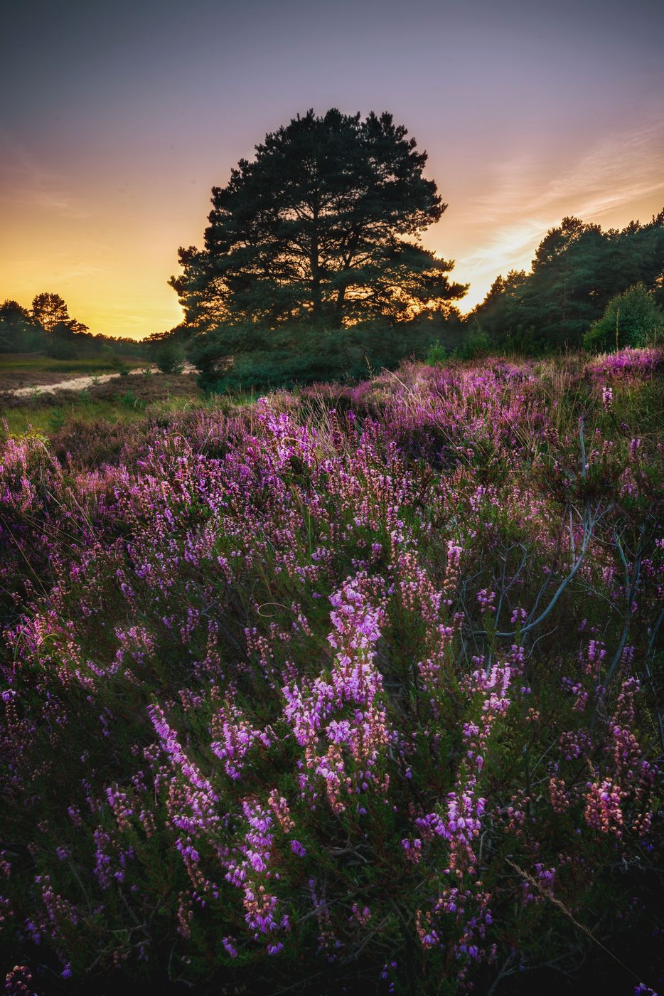 Gifhorner Heide, Germany
