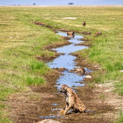Hyenas cooling down, Amboseli National Park, Kenya, Kenya