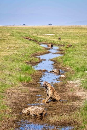 Hyenas cooling down, Amboseli National Park, Kenya