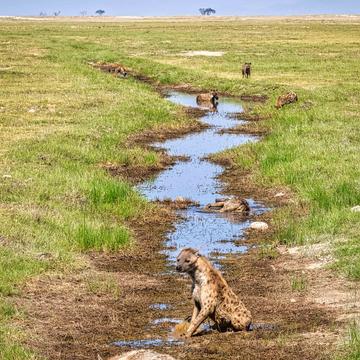 Hyenas cooling down, Amboseli National Park, Kenya, Kenya
