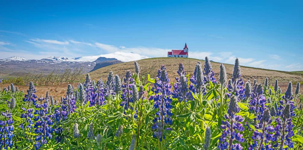 Ingjaldshólskirkja 'in the middle' of Lupine splendour