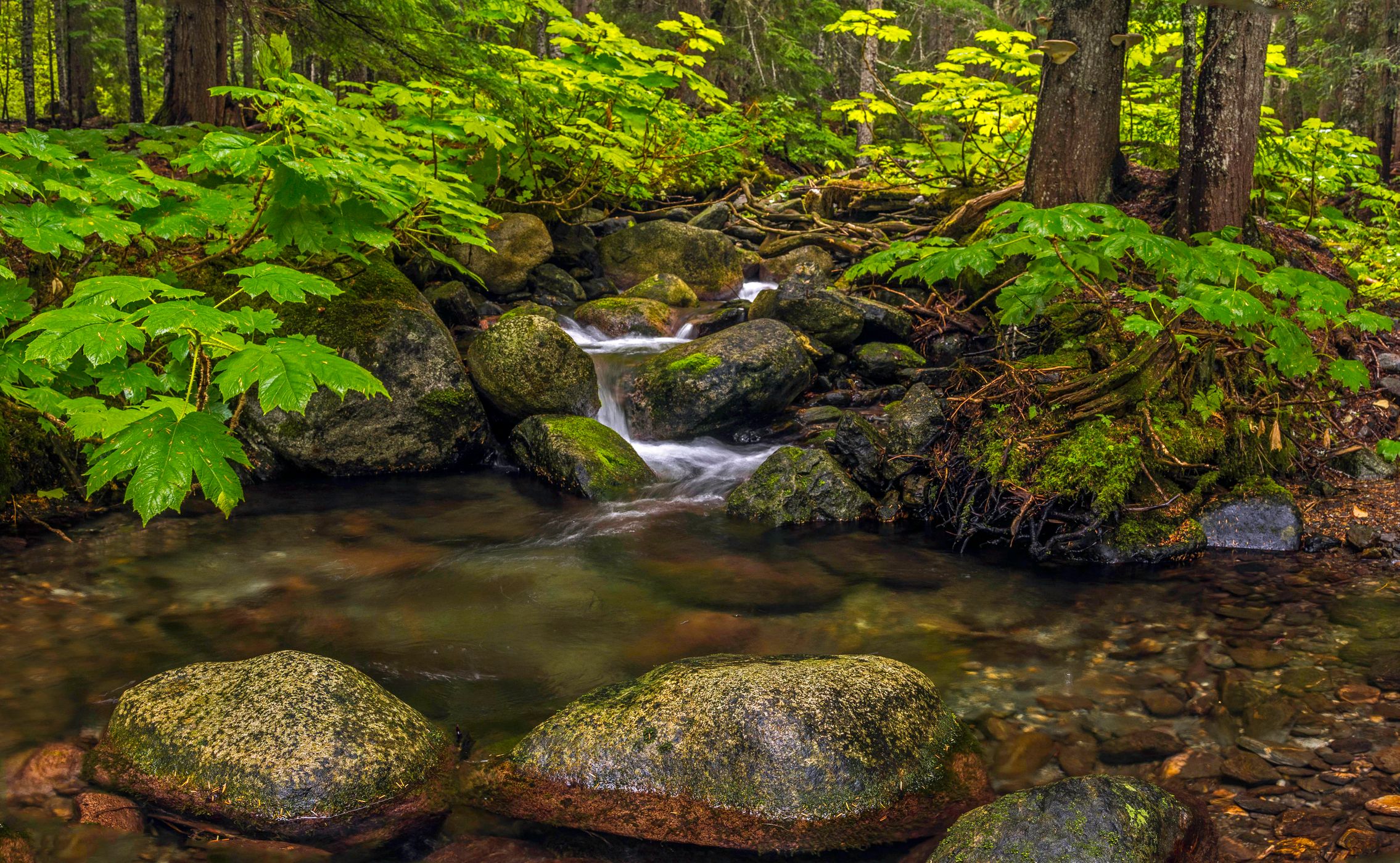 Lanham Creek Waterfalls 1, USA