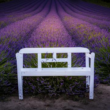 Lavender fields, Czech Republic