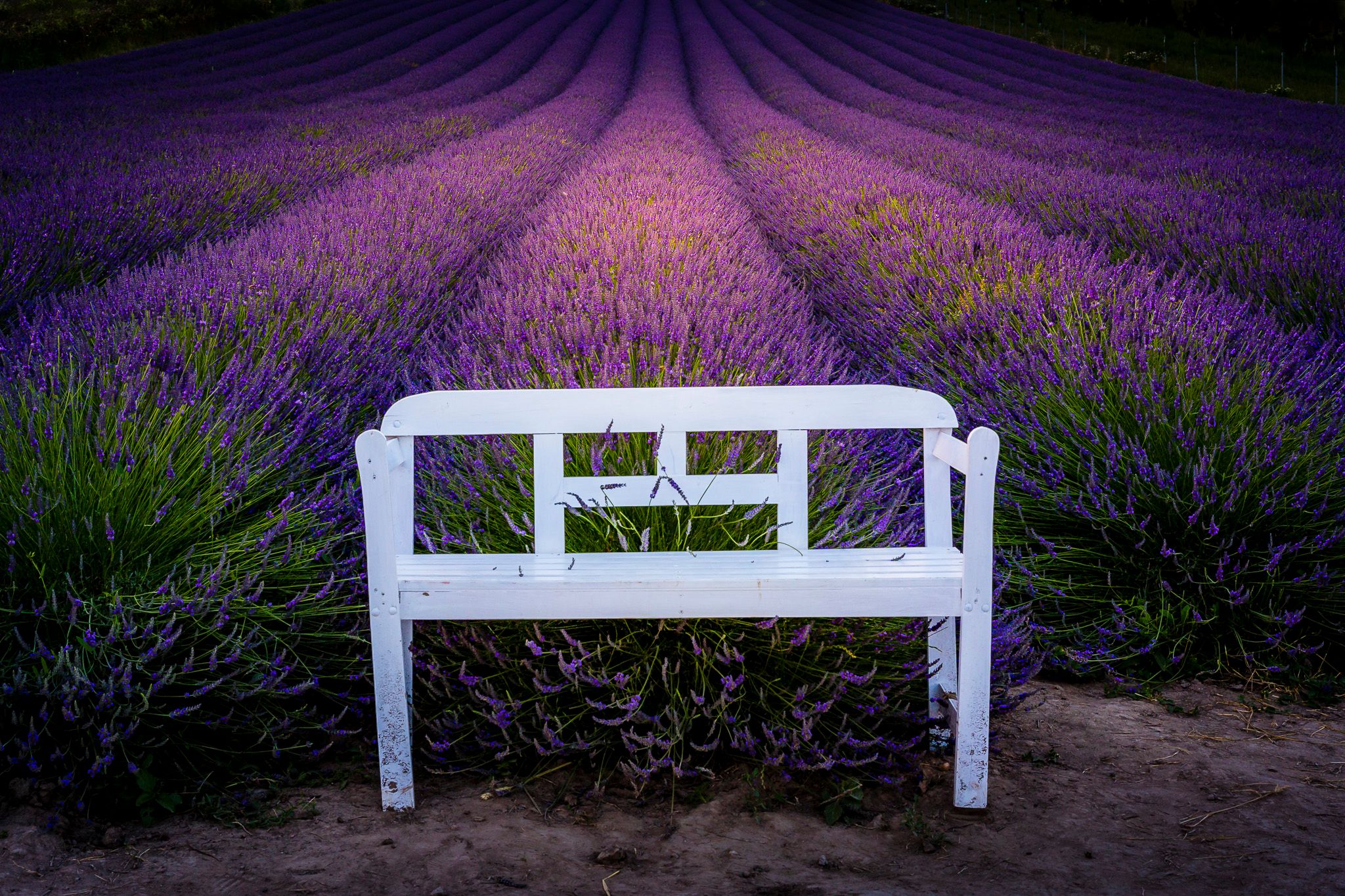 Lavender fields, Czech Republic