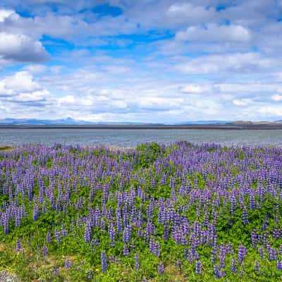 Lupine fields in bloom, Iceland