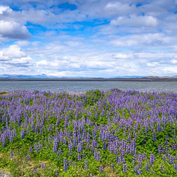 Lupine fields in bloom, Iceland