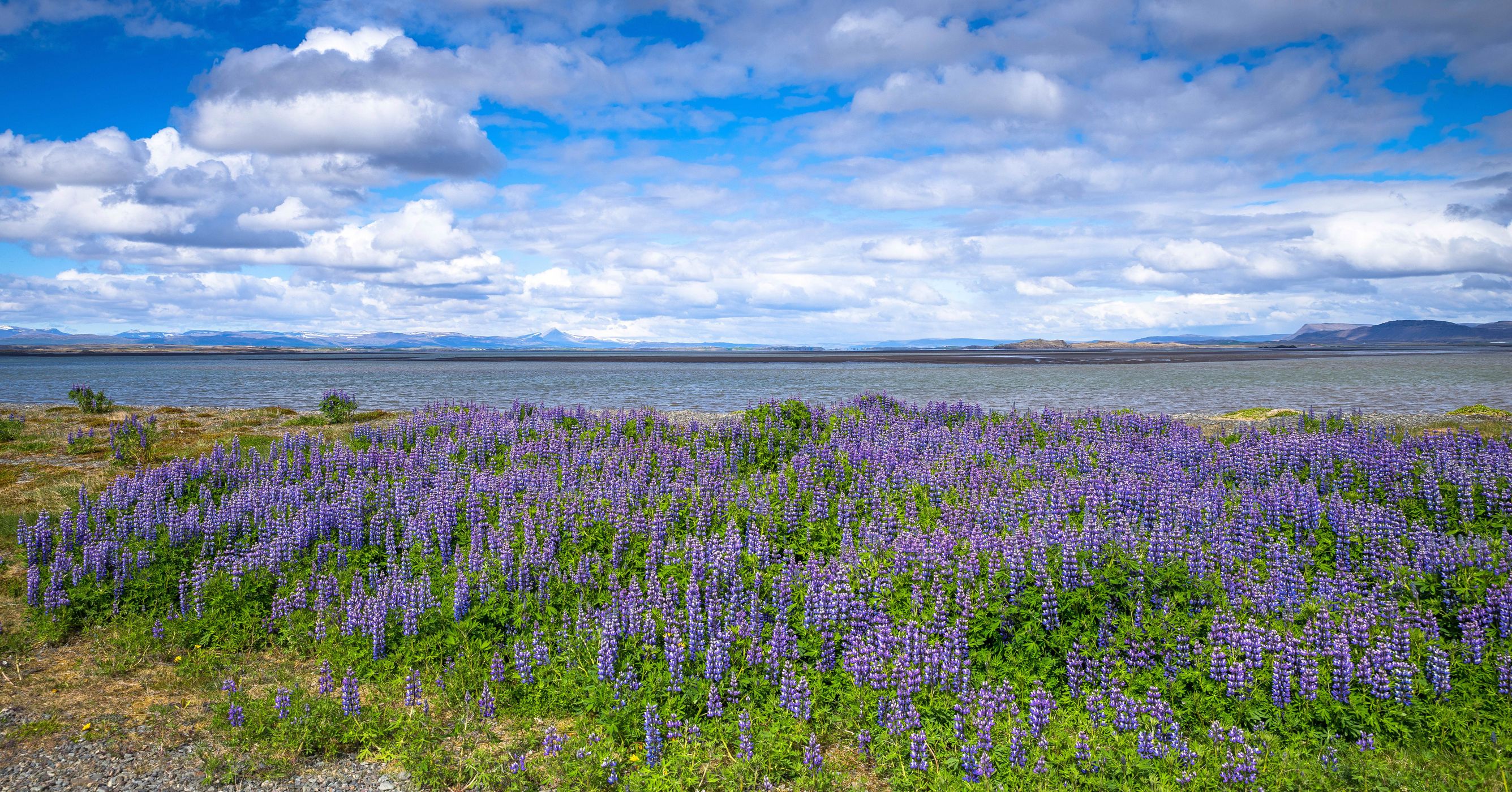 Lupine fields in bloom, Iceland