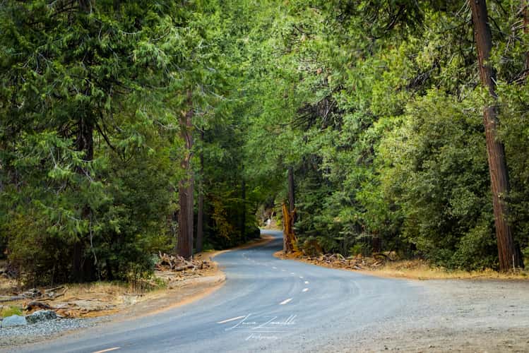 Mist Trail road into the forest