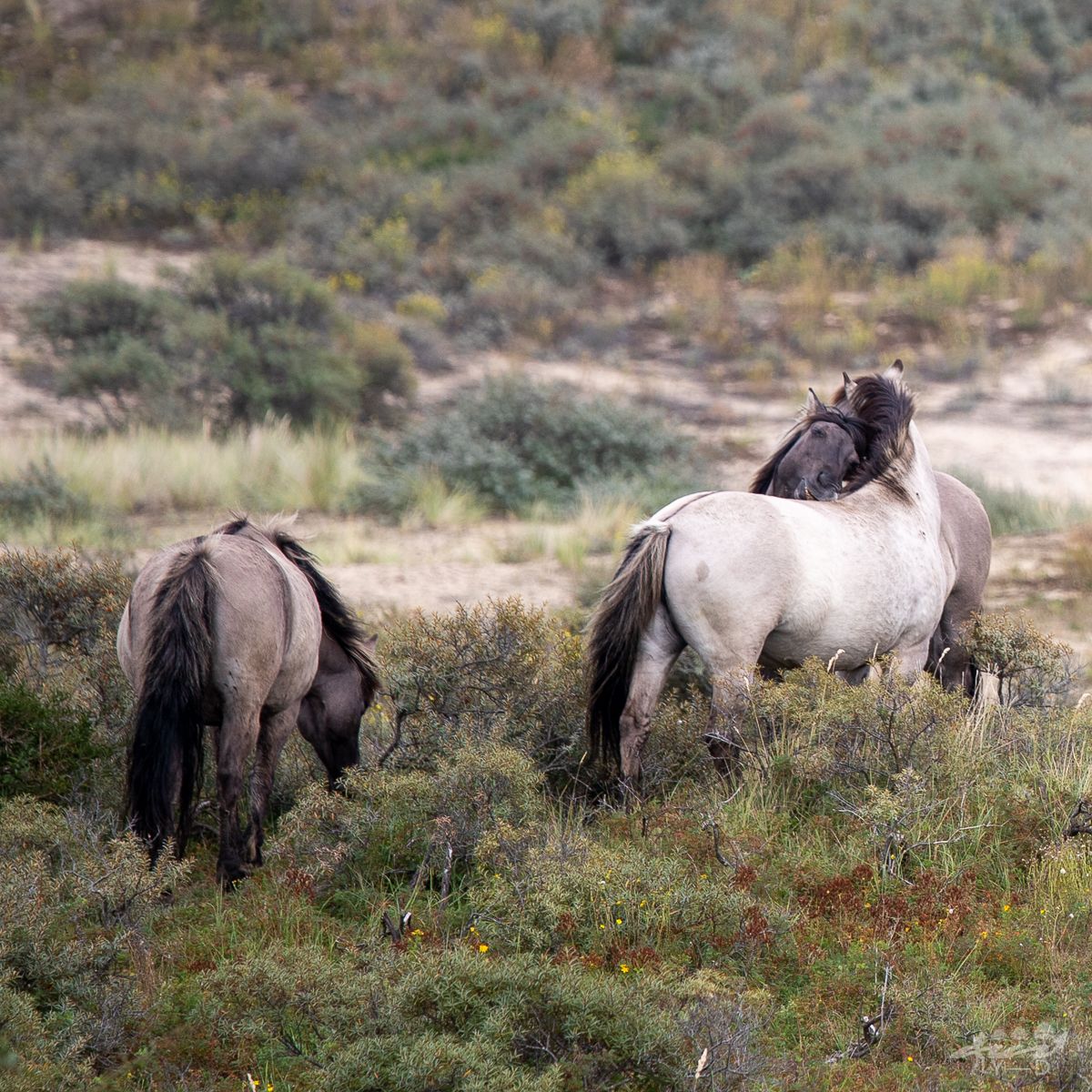 Parc national de Kennemerland du Sud, Netherlands