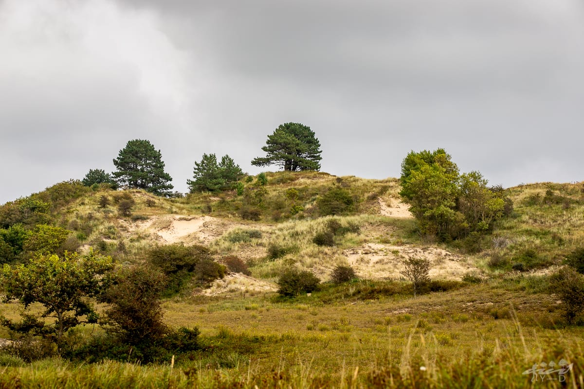 Parc national de Kennemerland du Sud, Netherlands