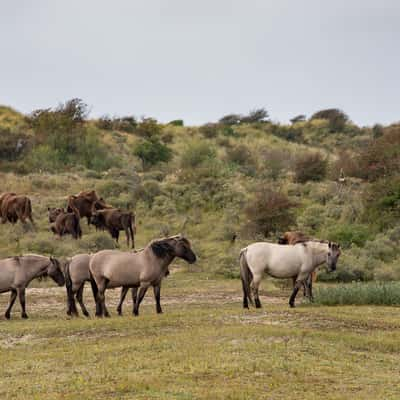 Parc national de Kennemerland du Sud, Netherlands