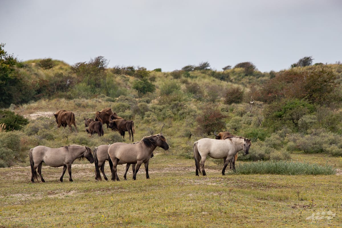 Parc national de Kennemerland du Sud, Netherlands