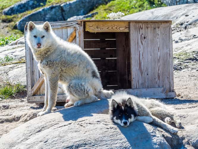 Sled Dogs in Ilulissat