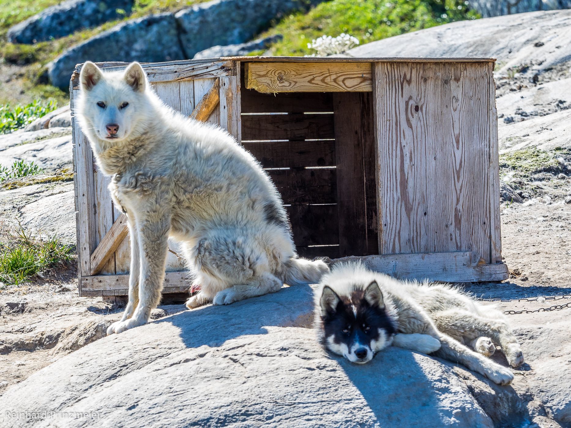 Sled Dogs in Ilulissat, Greenland