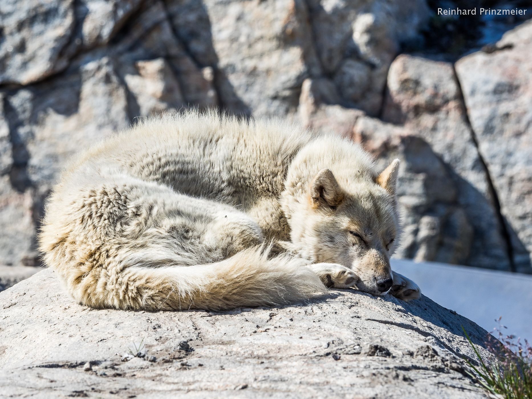 Sled Dogs in Ilulissat, Greenland