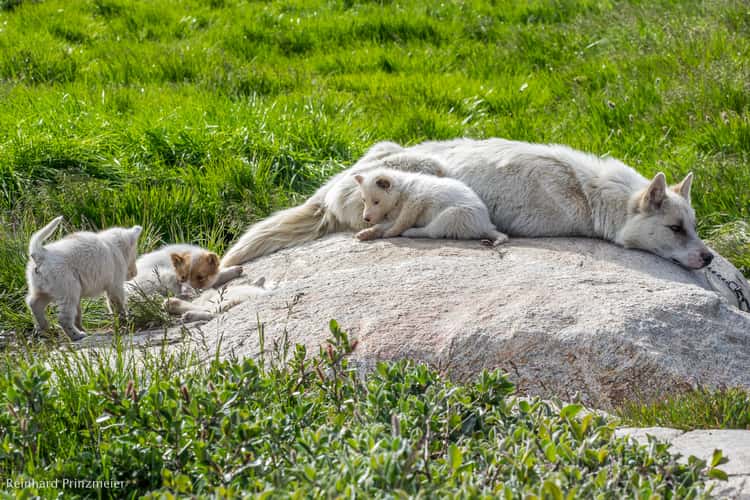 Sled Dogs in Ilulissat