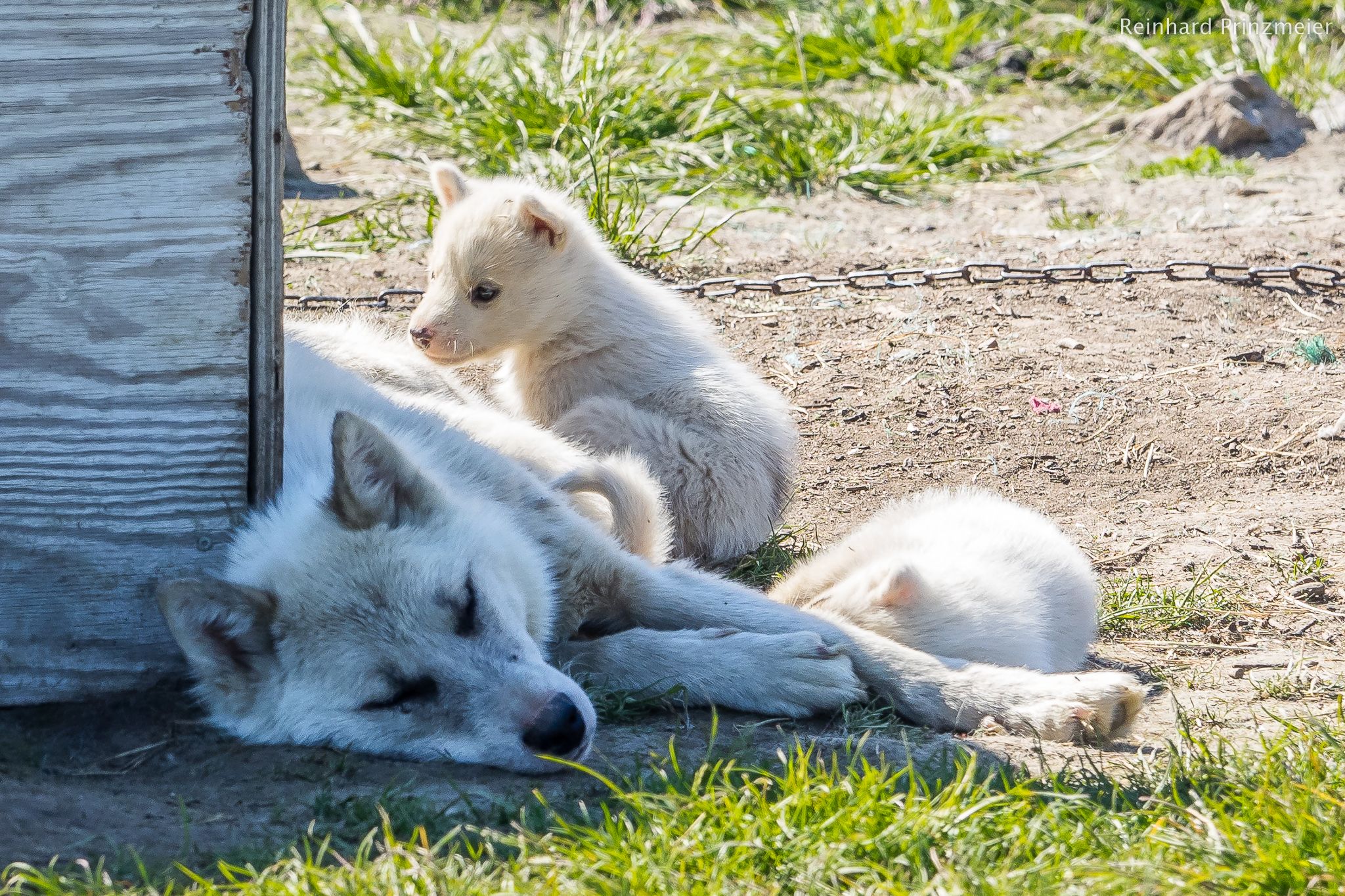 Sled Dogs in Ilulissat, Greenland