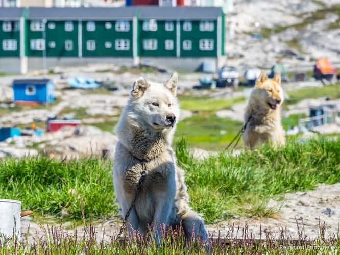 Sled Dogs in Ilulissat