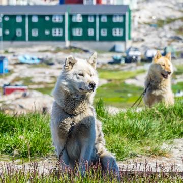 Sled Dogs in Ilulissat, Greenland