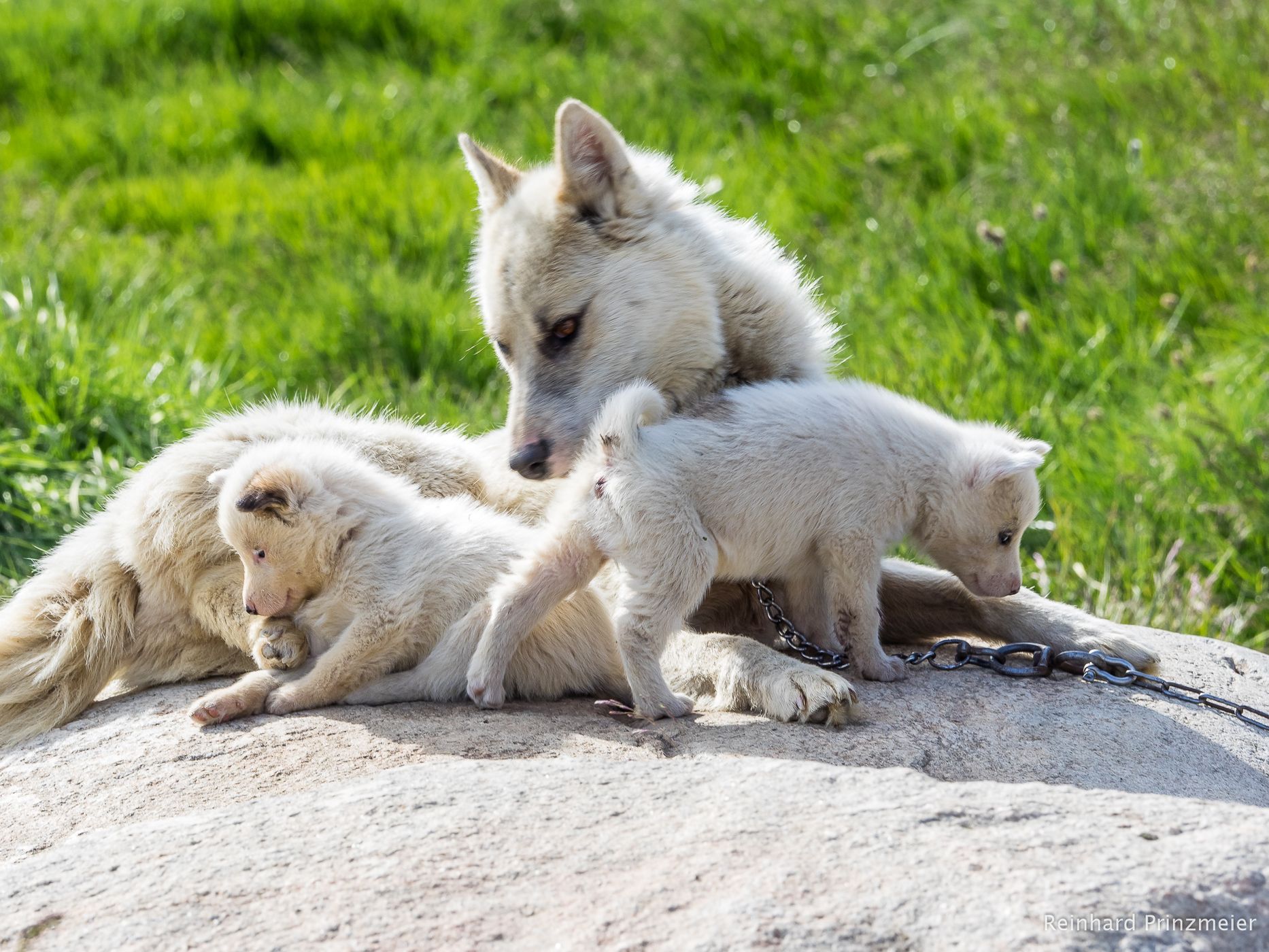 Sled Dogs in Ilulissat, Greenland