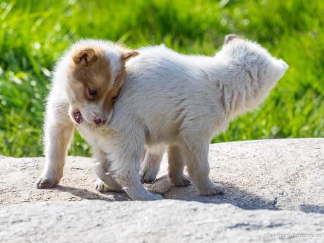 Sled Dogs in Ilulissat