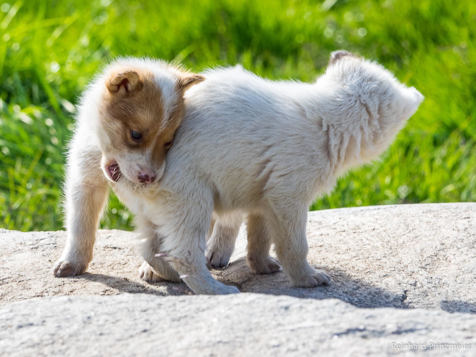 Sled Dogs in Ilulissat, Greenland