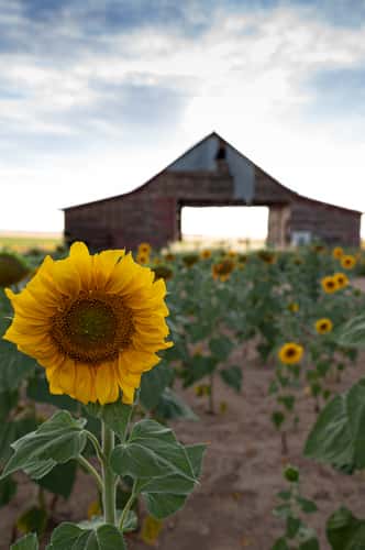 Sunflower Barn