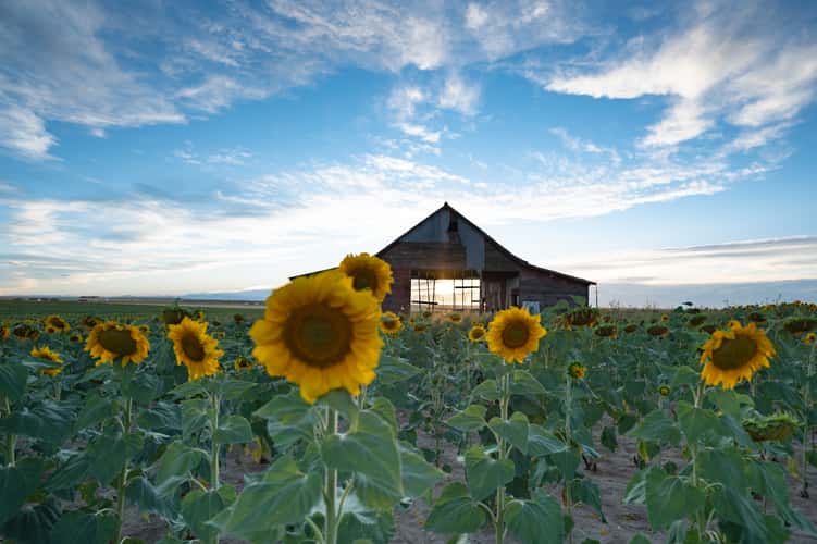 Sunflower Barn