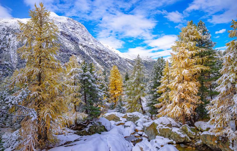 The snow-covered larch gold in the Engadine